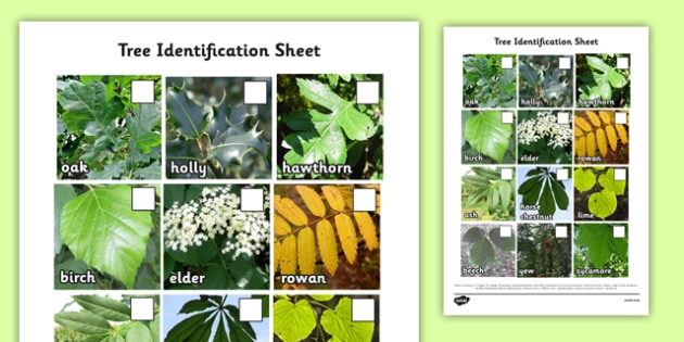 Tree Identification Photo Sheet (teacher made)