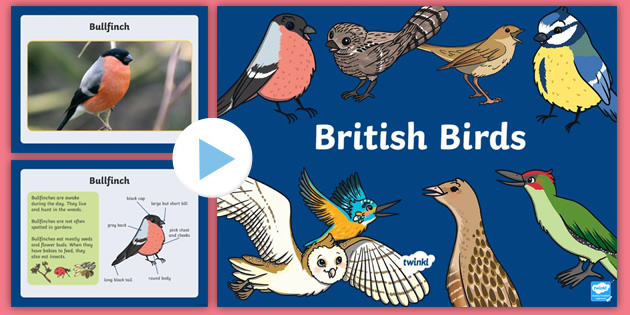 What are British Animals? - Answered - Twinkl Teaching Wiki