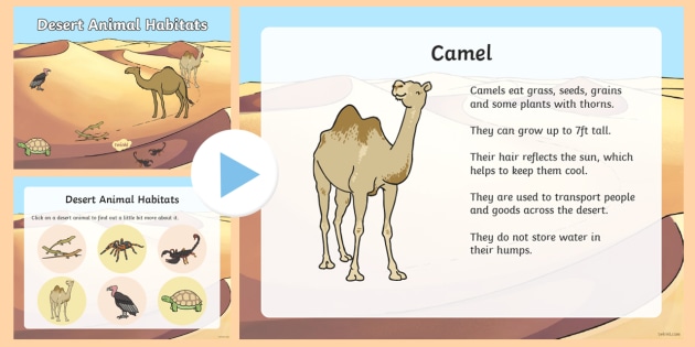 Desert Habitat Animals Adaptations And Desert Powerpoint