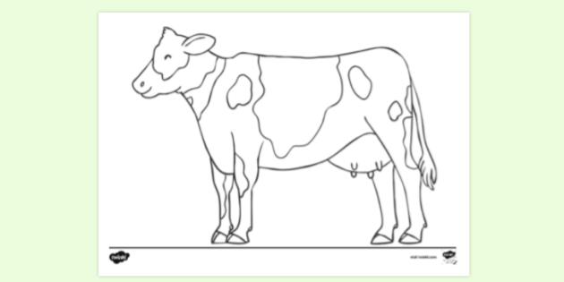 FREE! - Dairy Cow Colouring Sheet (teacher made)