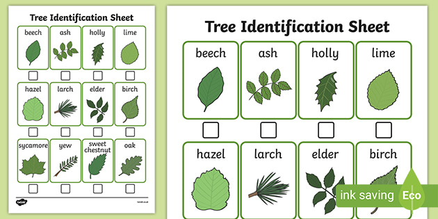 Tree Identification Sheet Identify Trees In Spring Wood