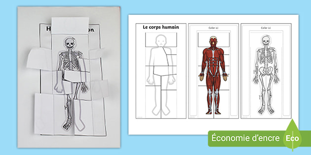 Activite Sur Le Corps Humain Teacher Made