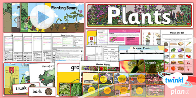 year 1 plants homework