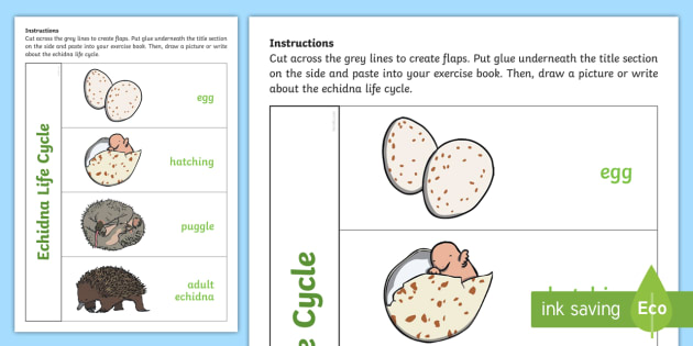 Echidna Life Cycle Flapbook (Teacher-Made)