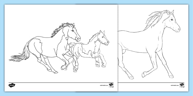 Horse and Pony Coloring Sheets (teacher made)