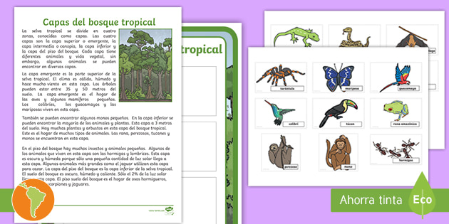 Actividad: Capas del bosque tropical (teacher made) - Twinkl