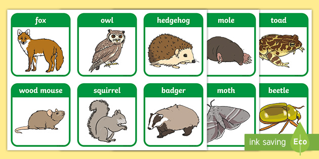 Woodland and Forest Animals Flashcards - Primary Resources