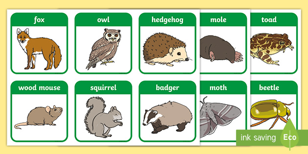 Woodland And Forest Animals Flashcards Primary Resources