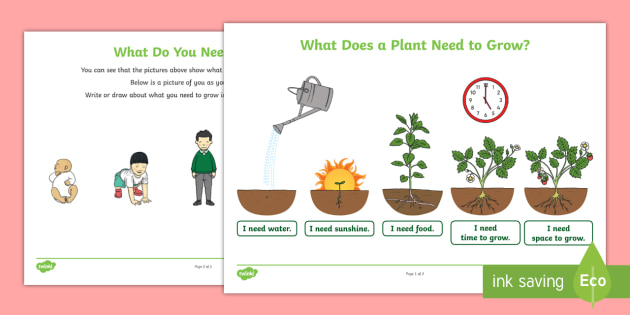 What Do You Need To Grow Worksheet What Do You Need To Grow Worksheet