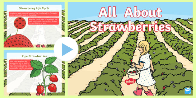 All About Strawberries Powerpoint Teacher Made