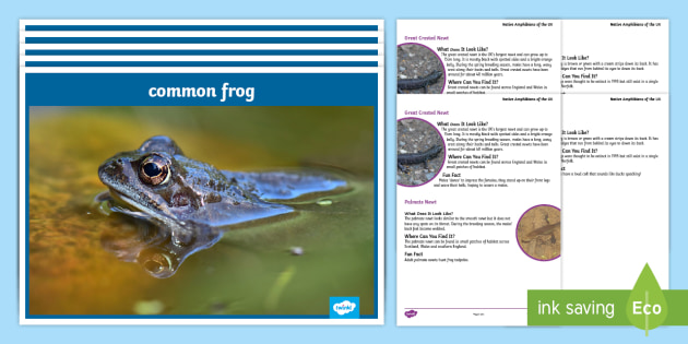 British Amphibians Display Pack Display Pack (teacher made)