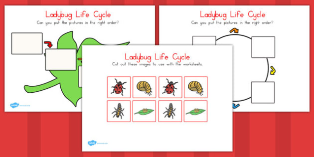 Ladybug Life Cycle Worksheets - ladybug, life cycle, worksheet