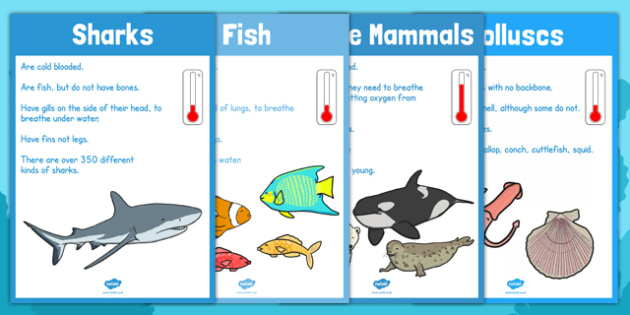 Fish Activities - Twinkl Homework Help - Twinkl Fish Activities - Twinkl Homework Help - Twinkl