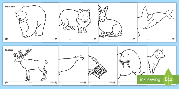 animals that live in the arctic  colouring sheets  ks1