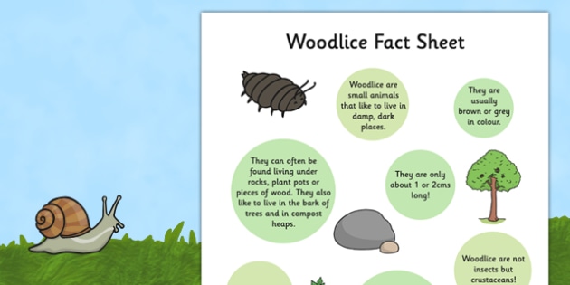 Woodlice Fact Sheet - Woodlice Habitat (teacher made)