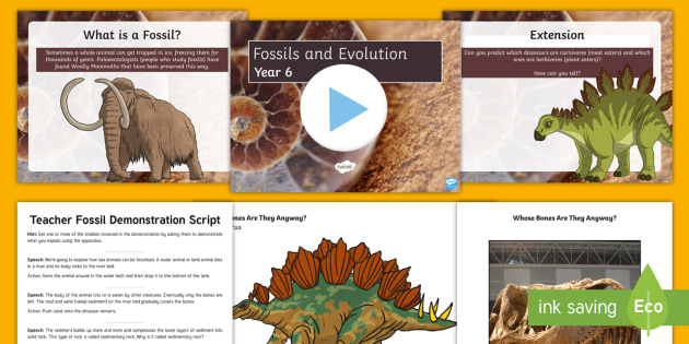 Fossil Worksheets - Evolution Year Task Setter Powerpoint Activity Pack