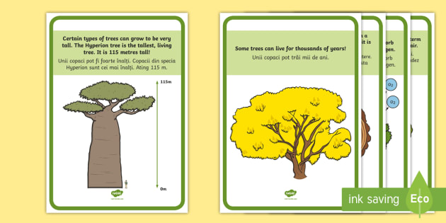 Tree Facts Display Posters English Romanian Roi National Tree