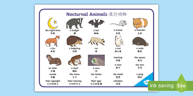 Nocturnal Animals Word Mat - English/Mandarin Chinese