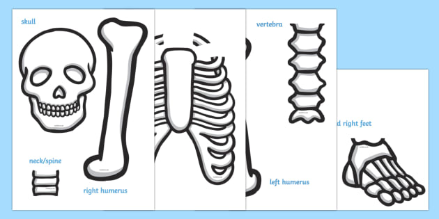 Skeleton Template Primary Resources Teacher Made