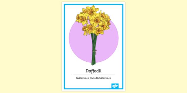 Realistic Display Poster of Flowers | Primary Resources