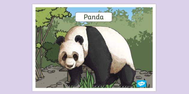 Panda Poster for Kids | Primary Resources | Twinkl