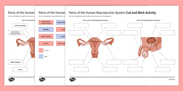 Parts Of The Human Reproductive System Cut And Stick Worksheet 6147