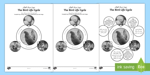 Bird Life Cycle Worksheets Arabic/English (teacher made)