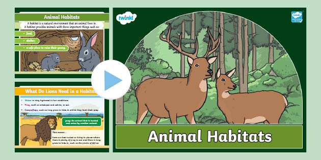 Animal Habitats PowerPoint - Teaching Resource - Twinkl