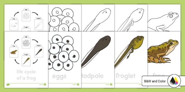 Life Cycle of a Frog Trace and Color Activity Teacher Made