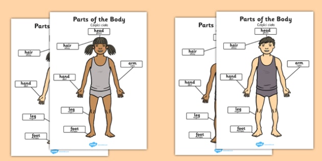 Simple Body Parts Diagram : Diagram Of Parts Of Body Library Of Wiring