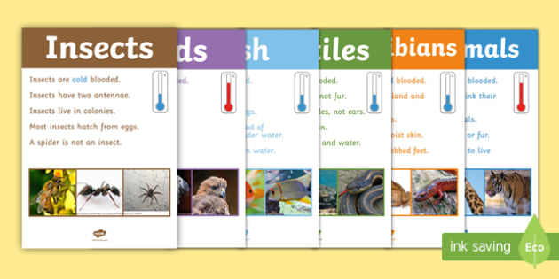 Animal Groups Display Poster Photos - animal groups, display