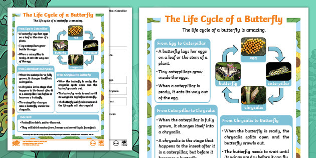 KS1 Butterfly Life Cycle Reading Comprehension Activity