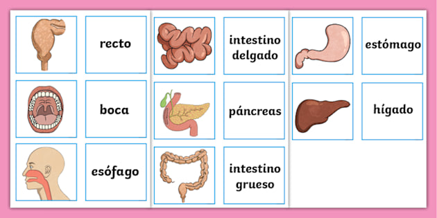 El Aparato Digestivo Y Sus Principales Rganos Para 3 De Primaria