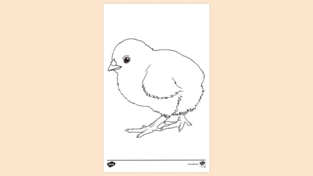 Sketch little chicken with grass and dandelion. Ink drawing. Black and  white engraved illustration 6997870 Vector Art at Vecteezy