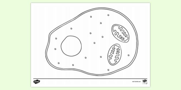 Free Animal Cell With Ribosome Colouring Sheet Colouring Sheets