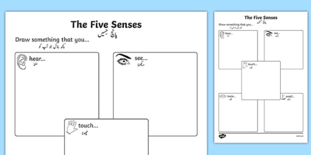 the five senses drawing worksheet worksheet urdu translation