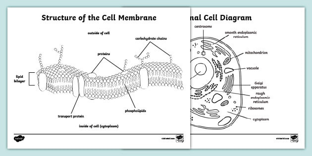 Cell Membrane Coloring Sheet (teacher made) - Twinkl