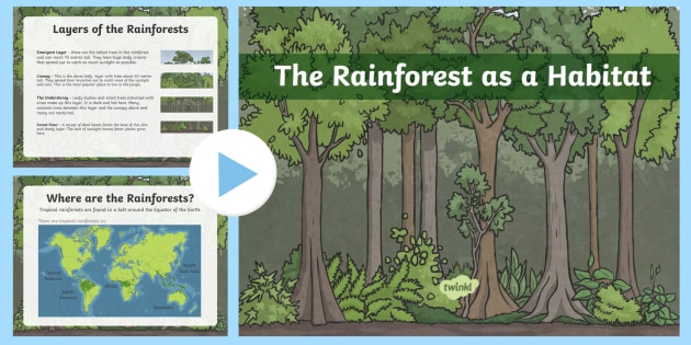 View Rainforest Animals Ks2 Powerpoint Images