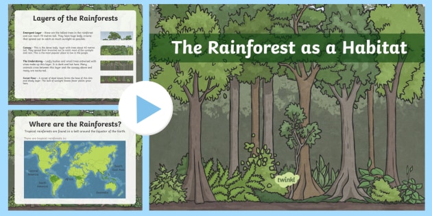 Rainforest As Habitats PowerPoint Science Resources
