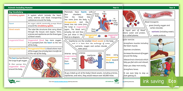 Year 6 Animals Including Humans: Human Body Study Guide PDF