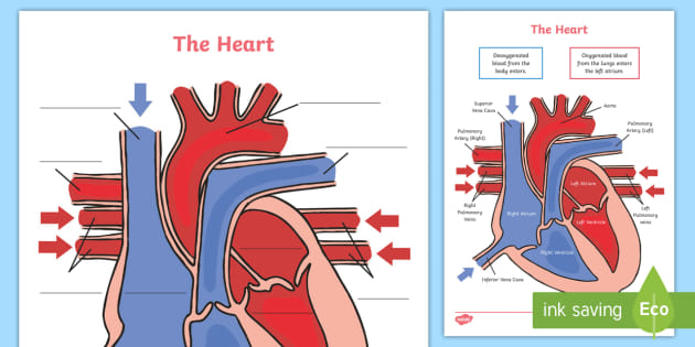 Heart Diagram Labelling Activity