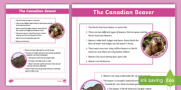 The Canadian Beaver Fact File - Grades 4-6 - Twinkl Canada The Canadian Beaver Fact File - Grades 4-6 - Twinkl Canada