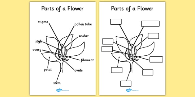 T T 036 Parts of a plant and flower_ver_1