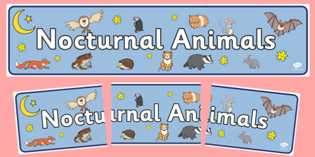 Free Nocturnal Animals Display Banner Teacher Made