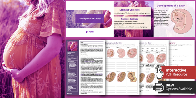 KS3 Reproduction Lesson 5: Development Of A Baby | Beyond