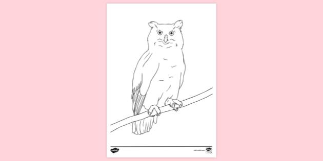 FREE! - Owl on a Tree Colouring | Colouring Sheets