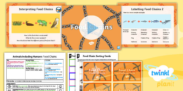 Animals Including Humans: Food Chains Year 4 Lesson Pack 6