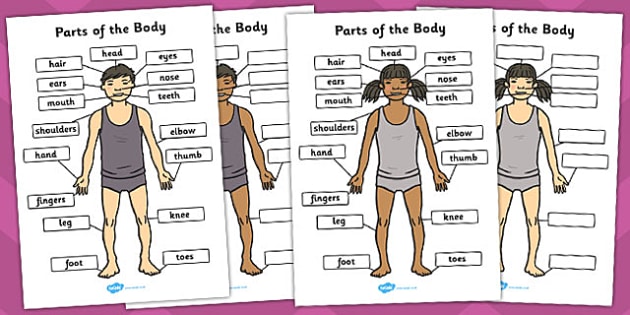 body parts worksheet pdf labelling pack teacher made