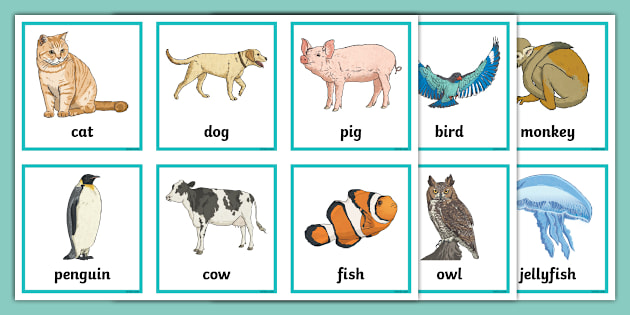 Animal Picture Cards Parents EYLF Twinkl