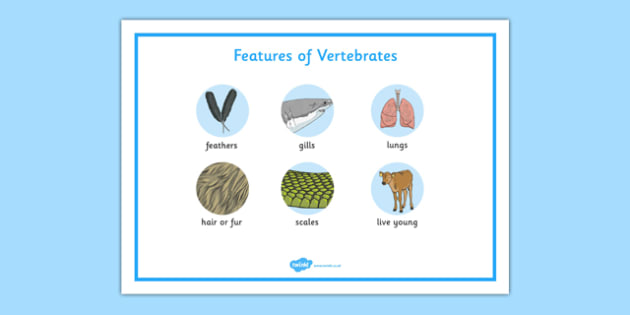 features-of-vertebrates-word-mat-teacher-made
